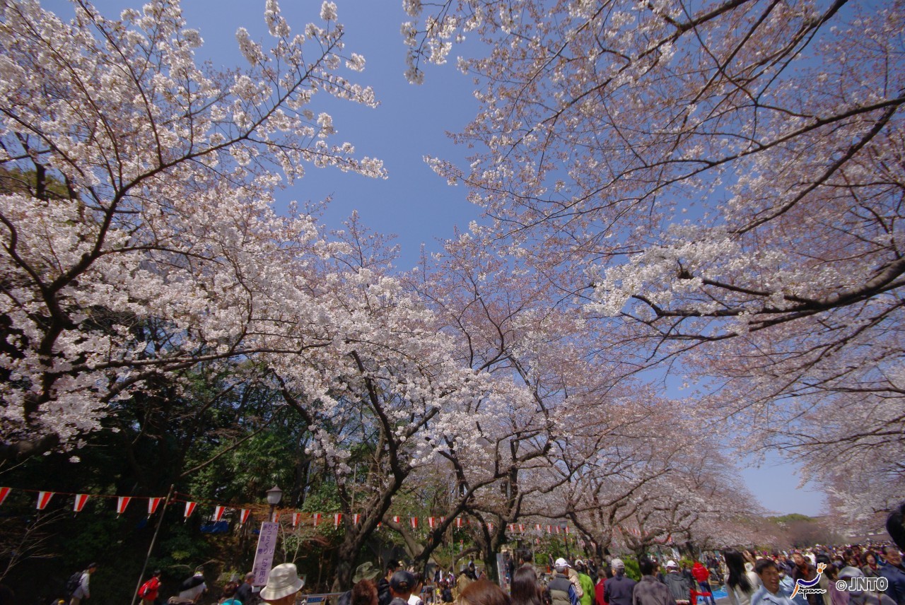 上野樱花.jpg